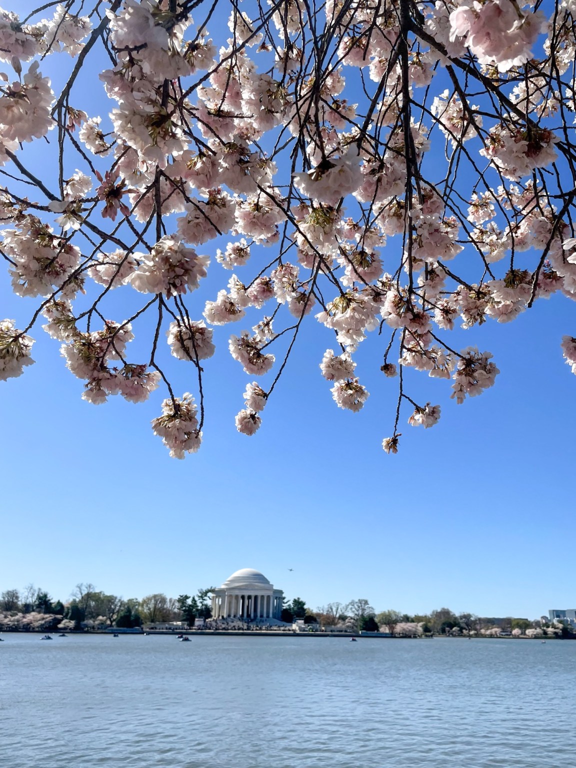 When Do The Cherry Blossoms Bloom in Washington, DC? - The Pink Chickadee